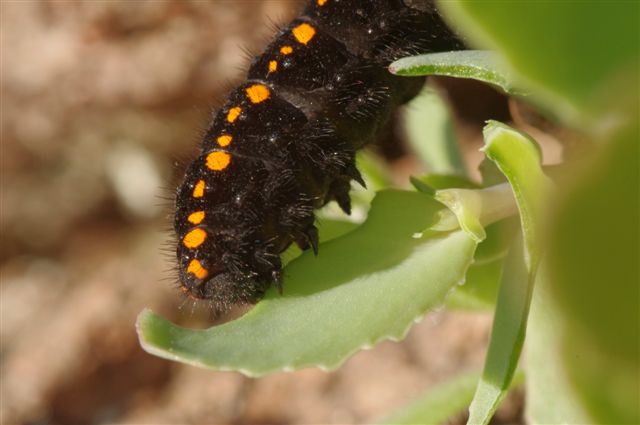 Parnassius Apollo