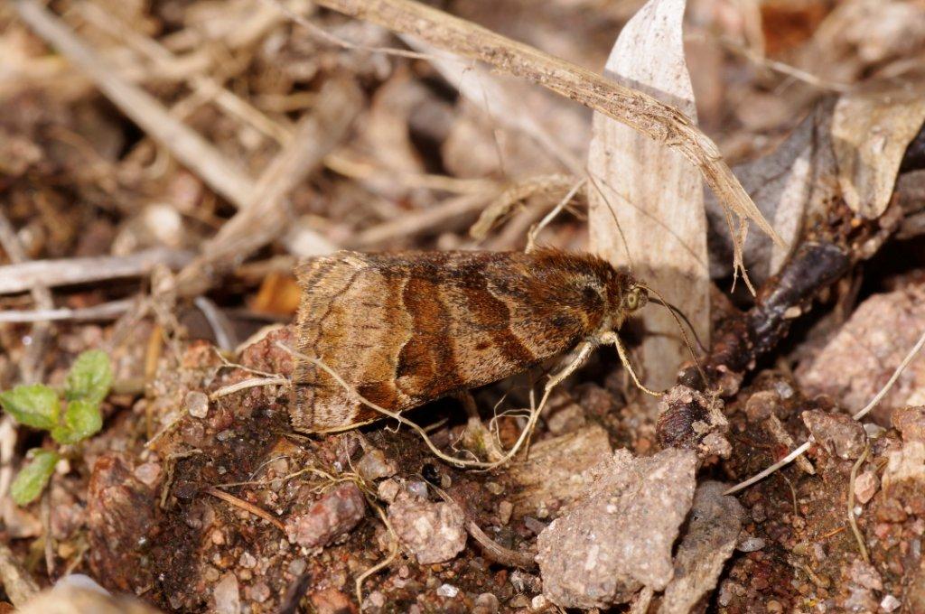 aiuto per identificazione