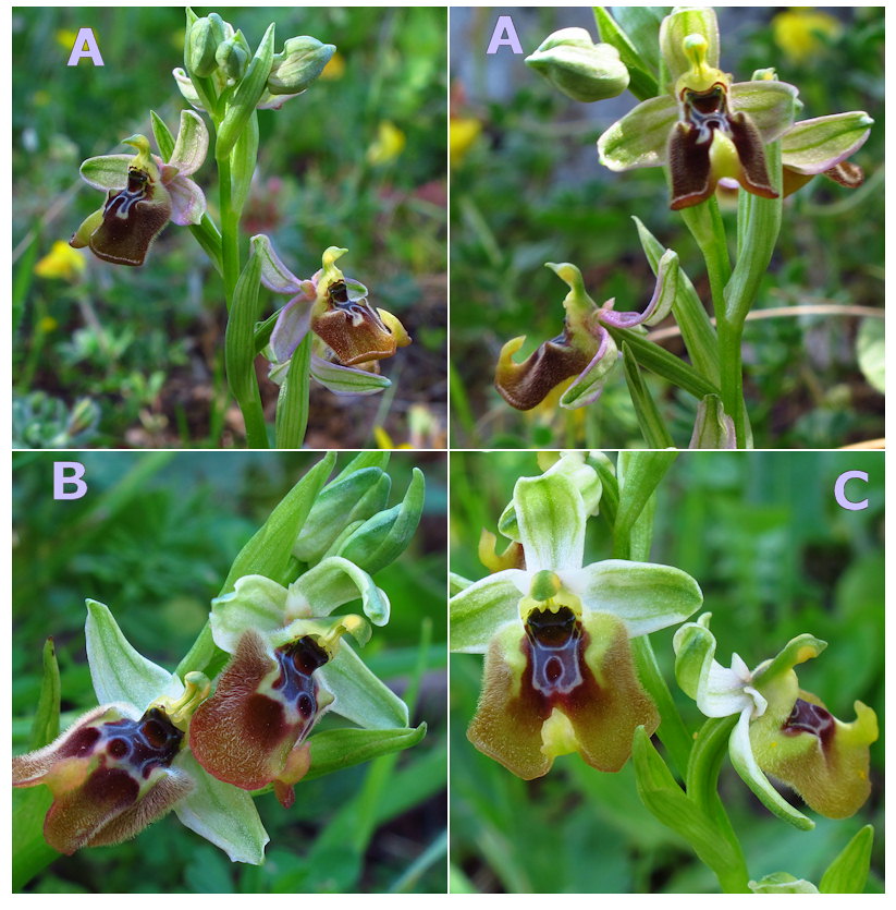 Ophrys tenthredinifera o O. lacaitae ?