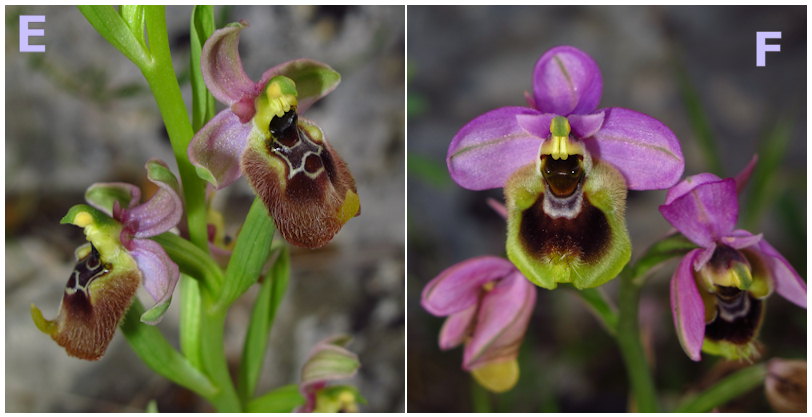 Ophrys tenthredinifera o O. lacaitae ?