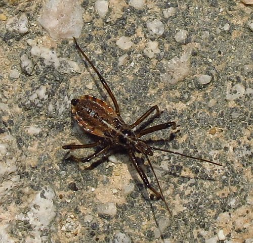 Un spece curioso: neanide di Reduviidae da Malta