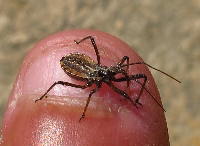 Un spece curioso: neanide di Reduviidae da Malta