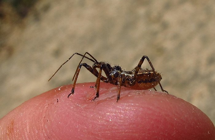 Un spece curioso: neanide di Reduviidae da Malta