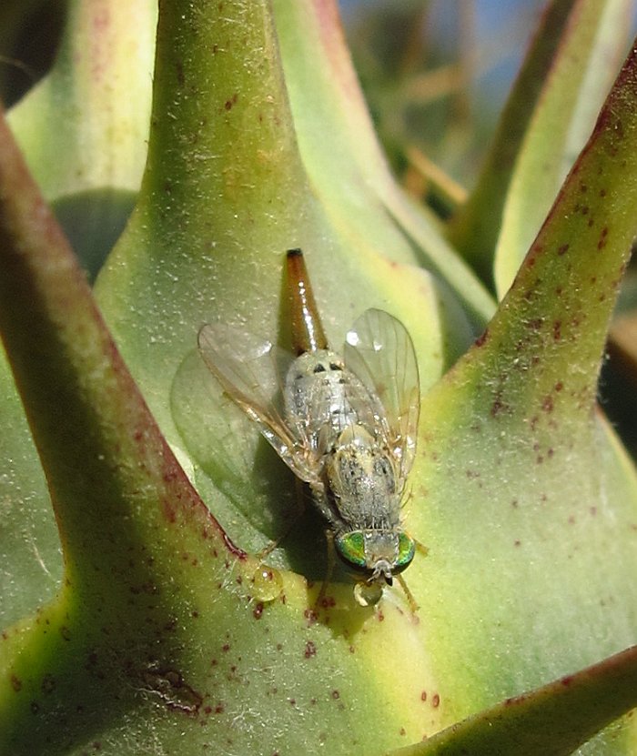 Una Tephritidae