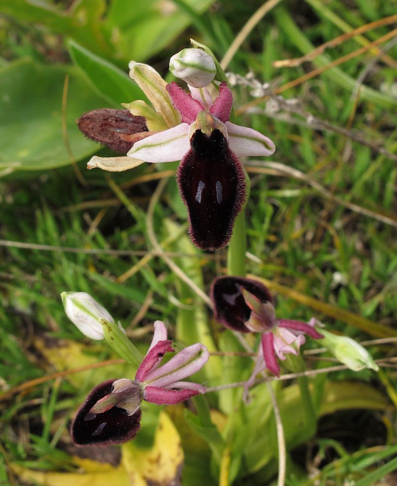 Ophrys da l''isola di M.alta