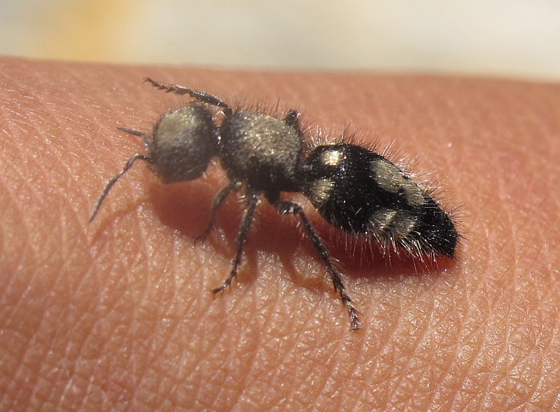 Come un ape senza ali: Ronisia barbara (Mutillidae) , Natura Mediterraneo