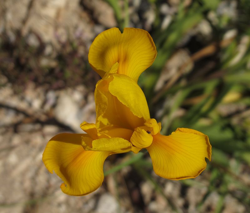 Iris sp. gialla