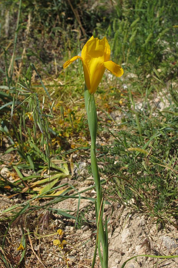 Iris sp. gialla