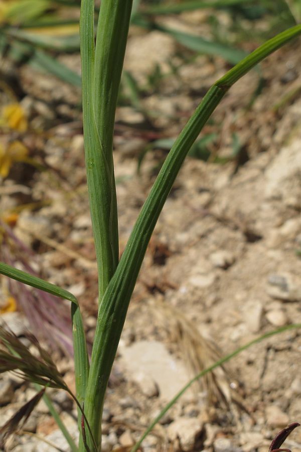 Iris sp. gialla