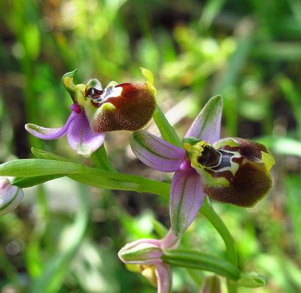 Ophrys tenthredinifera o O. lacaitae ?