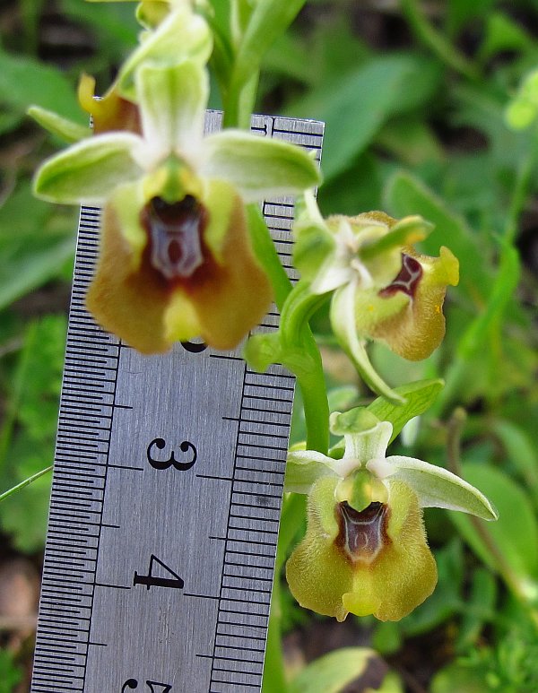 Ophrys tenthredinifera o O. lacaitae ?