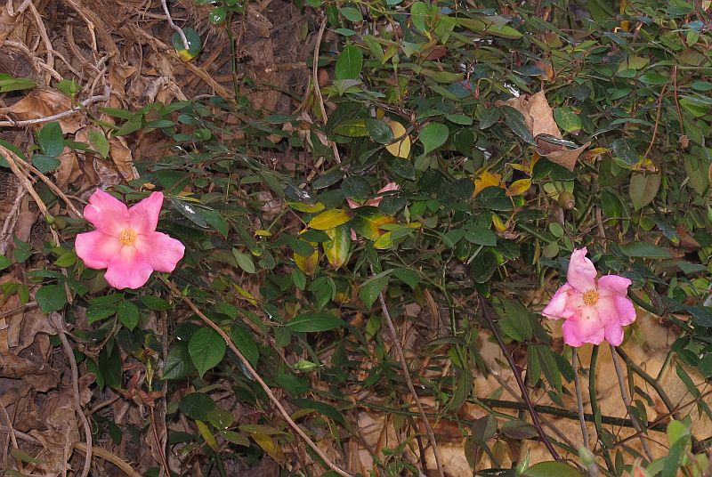 Rosa chinensis''Mutabilis''