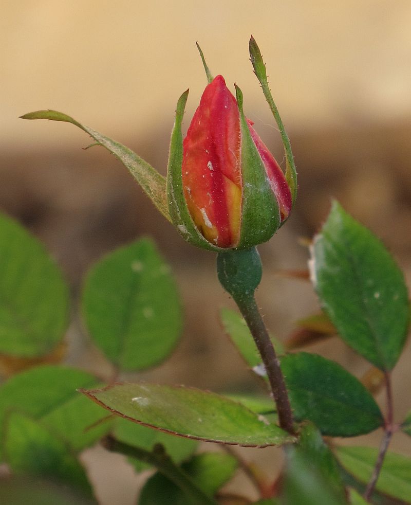 Rosa chinensis''Mutabilis''