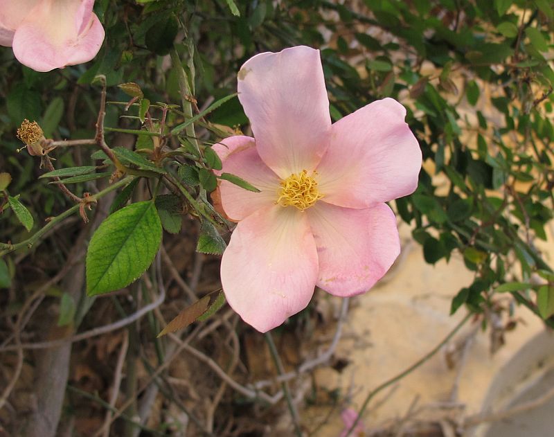 Rosa chinensis''Mutabilis''