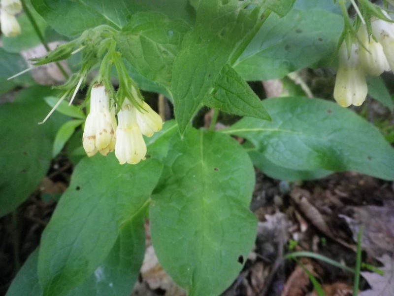 Fiori a piccoli grappoli - Symphytum tuberosum