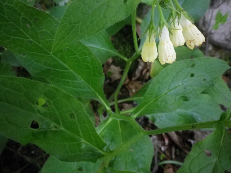 Fiori a piccoli grappoli - Symphytum tuberosum