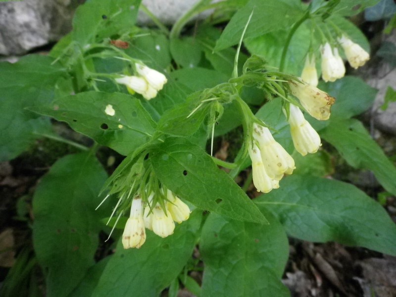 Fiori a piccoli grappoli - Symphytum tuberosum