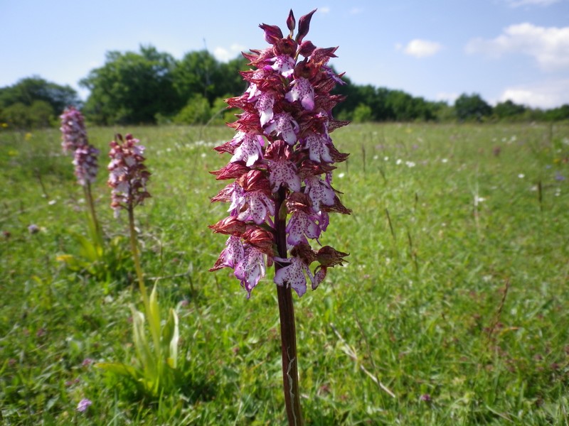 una orchidea - Orchis purpurea