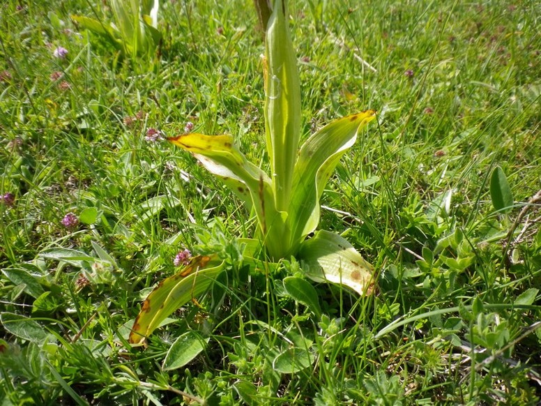 una orchidea - Orchis purpurea