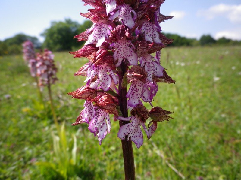 una orchidea - Orchis purpurea