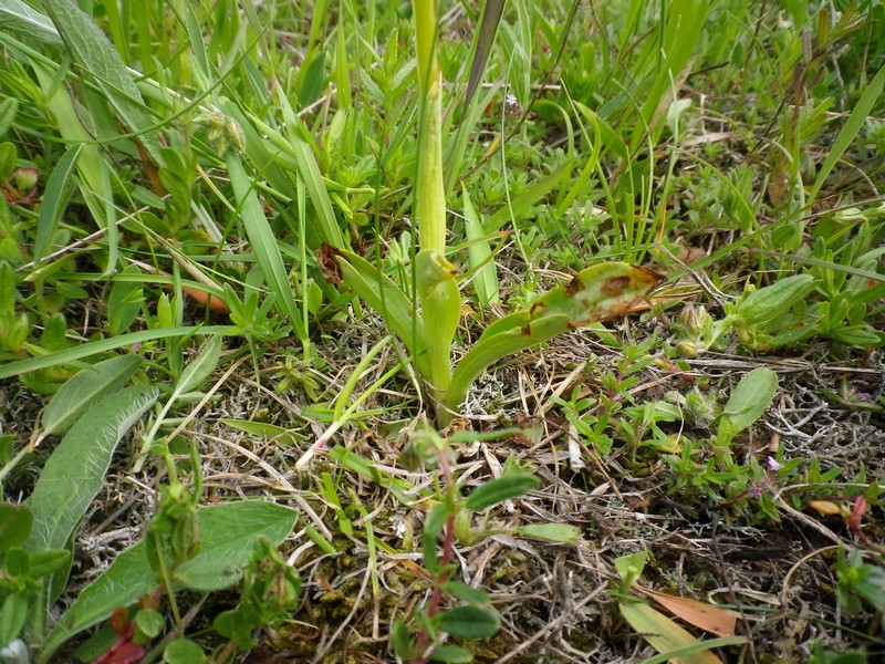 una orchidea bianca