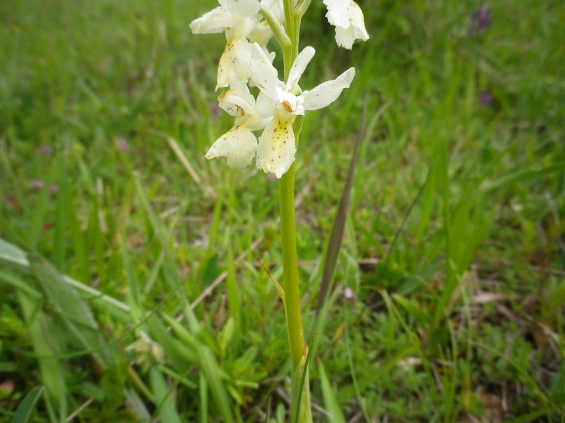 una orchidea bianca