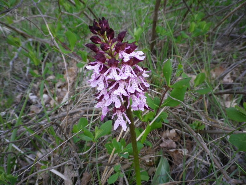 Una orchidea solitaria