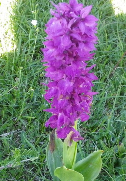 Orchidea dei prati