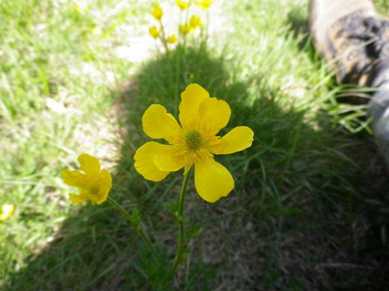 Gialli e lunghi - Ranunculus millefoliatus