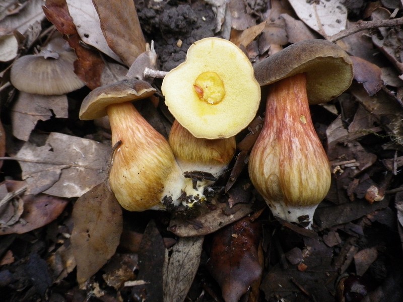 xerocomus da identificare