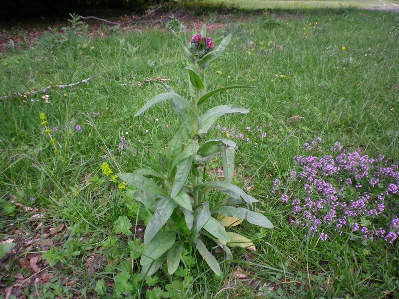 Un fiore viola - Cynoglossum cfr.  officinale