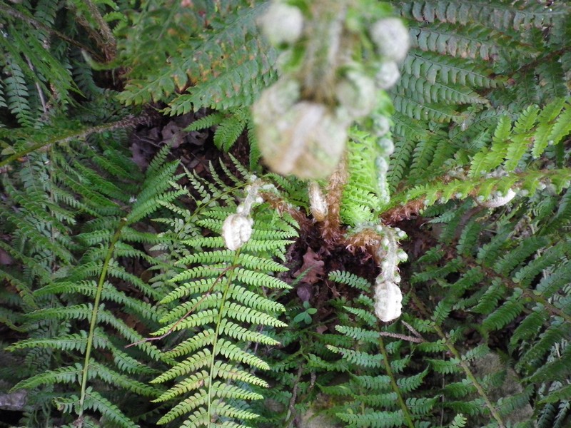 Polystichum sp.