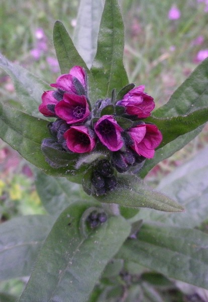 Un fiore viola - Cynoglossum cfr.  officinale