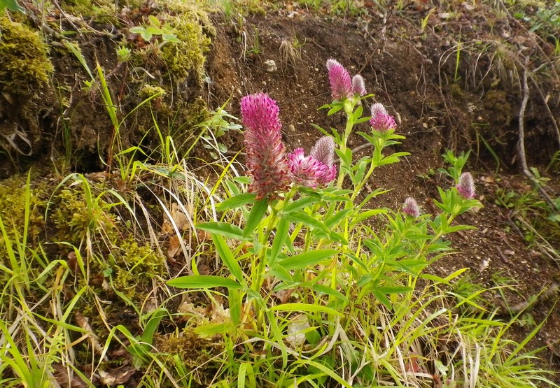 Trifolium rubens / Trifoglio rosseggiante