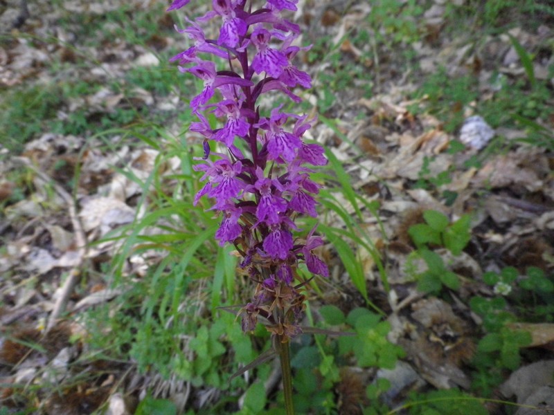 Fiore viola foglie macchiate