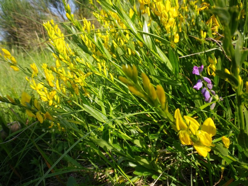 Una piccola ginestra - Genista tinctoria