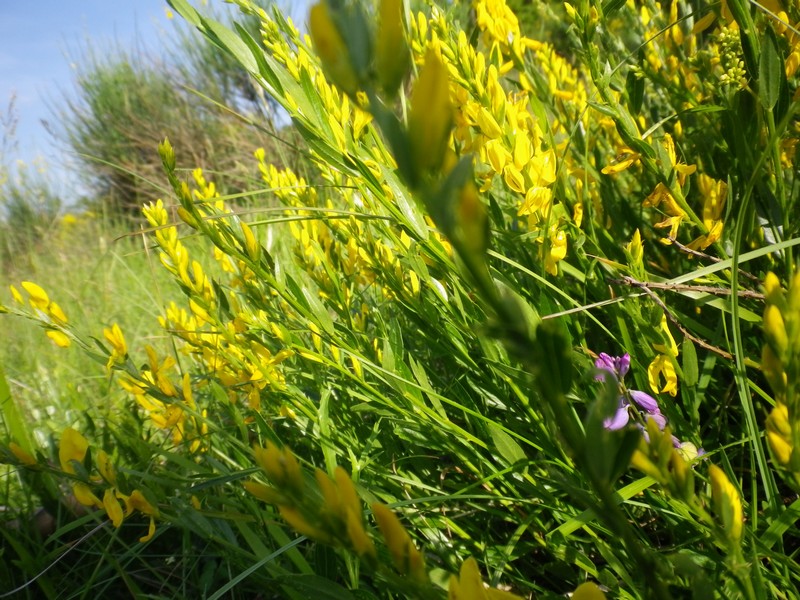 Una piccola ginestra - Genista tinctoria