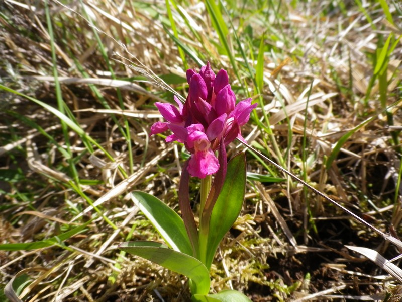 orchidea viola - Dactylorhiza sambucina