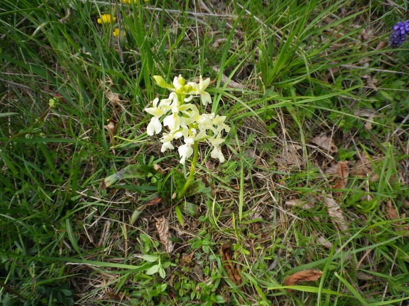 Orchis provincialis