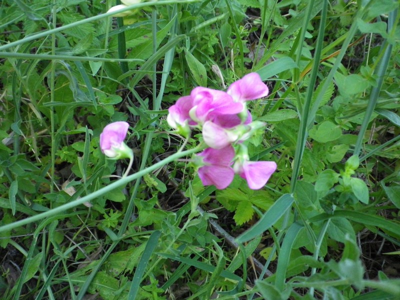 Leguminosa fucsia - Lathyrus sylvestris