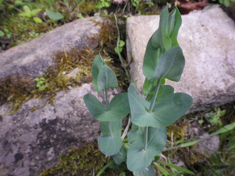 Tutto di colore verde - Blackstonia perfoliata