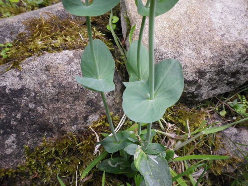 Tutto di colore verde - Blackstonia perfoliata