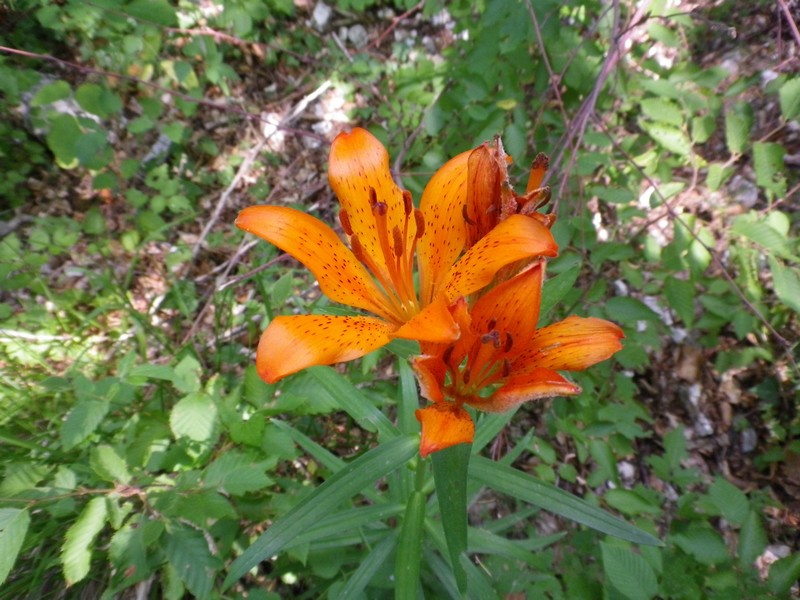 Lilium bulbiferum subsp.croceum