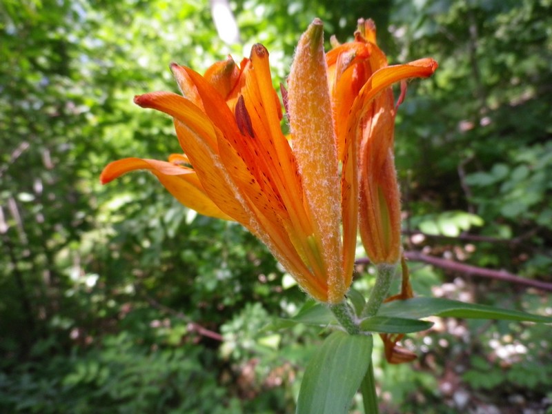 Lilium bulbiferum subsp.croceum