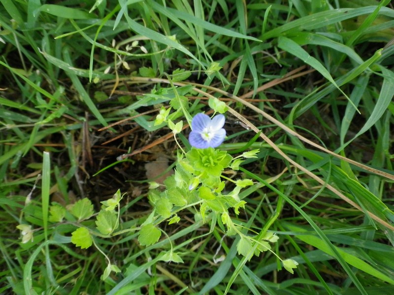 Veronica persica Poir.