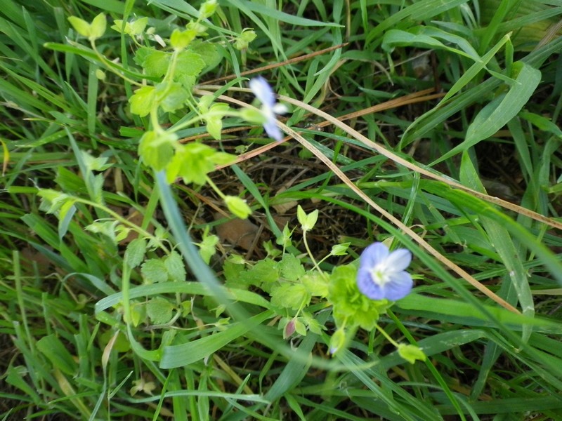 Veronica persica Poir.