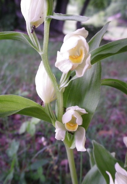 Cephalanthera damasonium (Mill.) Druce