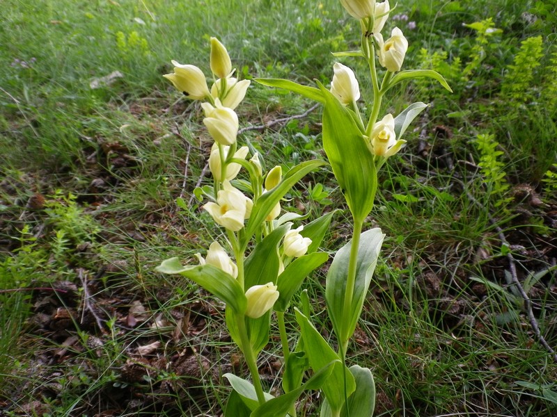 Cephalanthera damasonium (Mill.) Druce