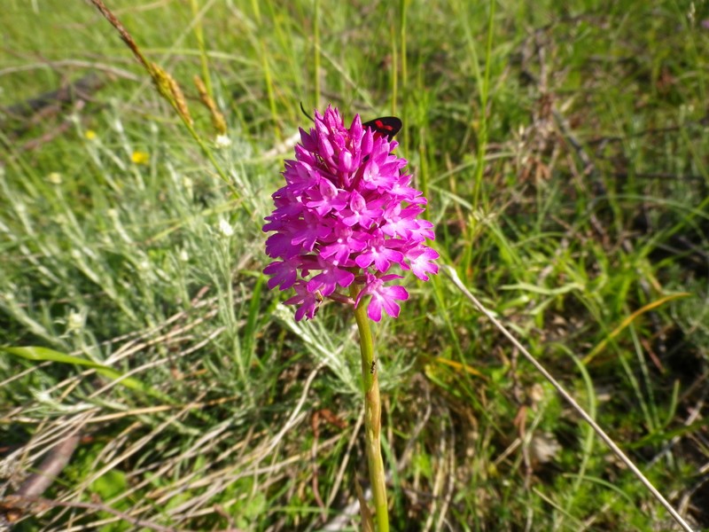 Anacamptis pyramidalis e farfalle