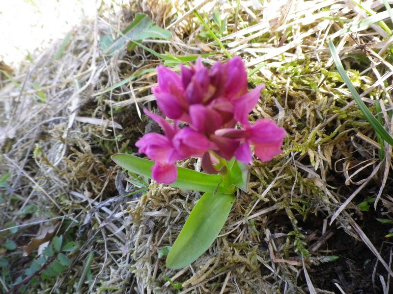 orchidea viola - Dactylorhiza sambucina